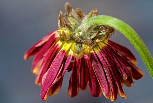 Flower Close Up